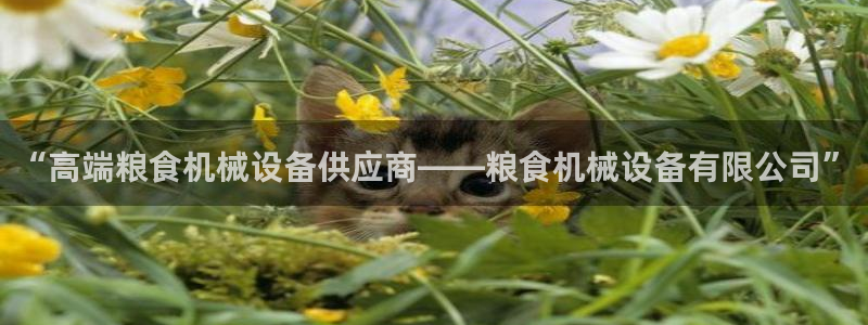 风暴娱乐套路